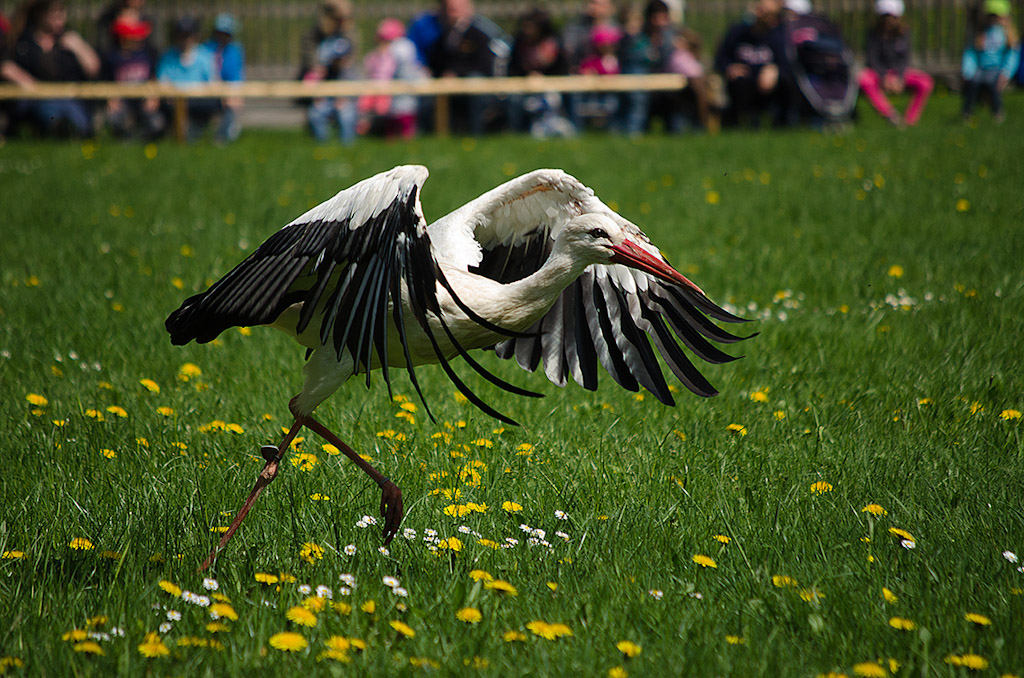 Storch